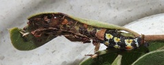 Hypocala deflorata