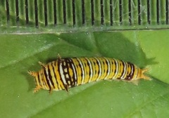 Graphium angolanus angolanus