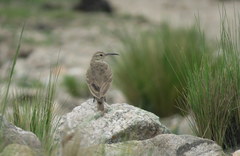 Geositta tenuirostris