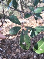 Diaporthe kalmiae