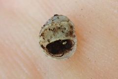 Theodoxus fluviatilis