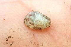 Theodoxus fluviatilis