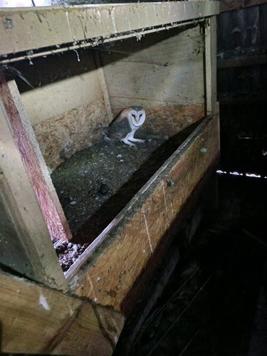 View observation of {o.common_name} on iNaturalist