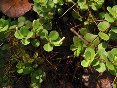 Peperomia berlandieri