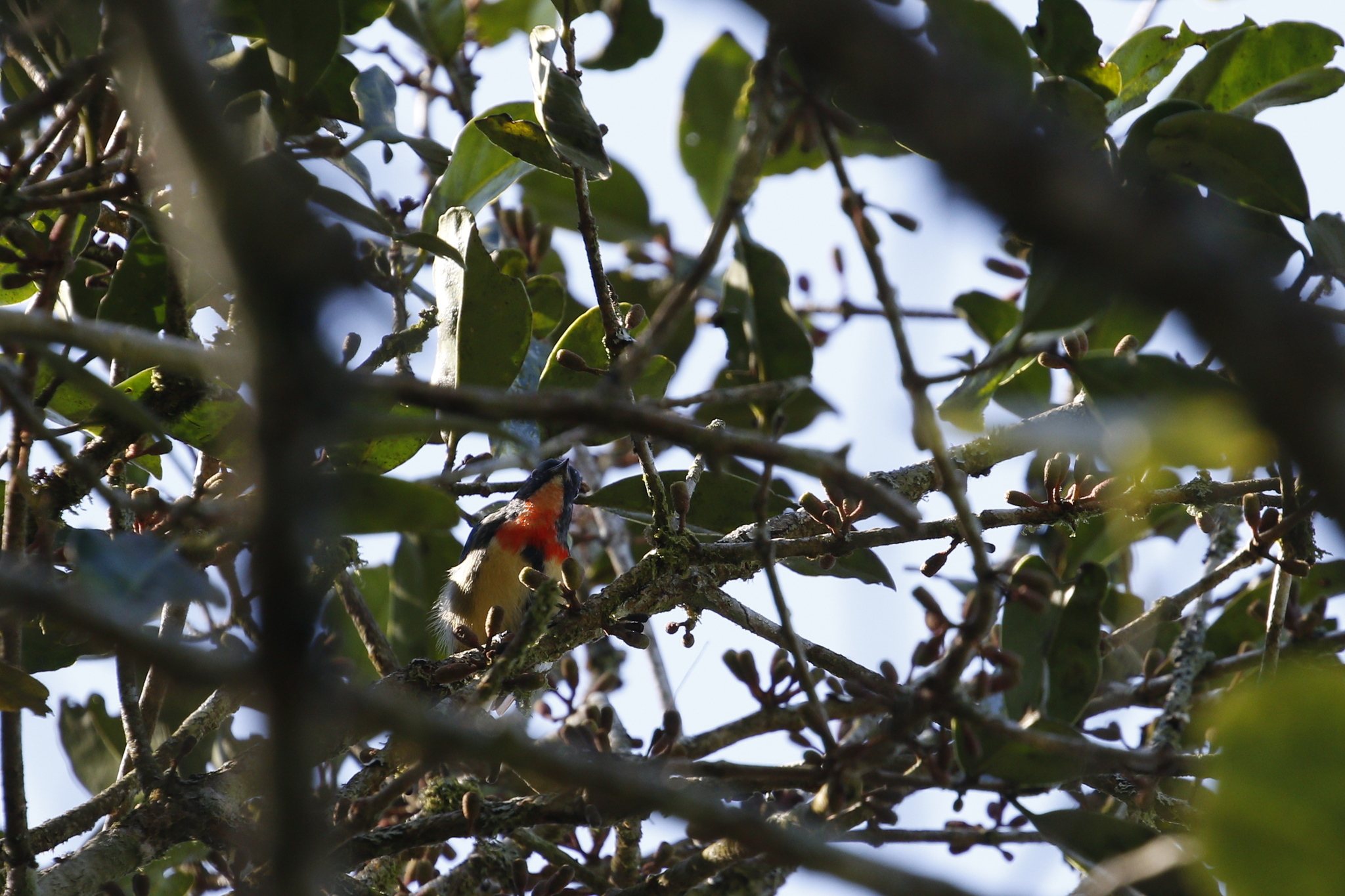 Fire-breasted Flowerpecker illustration