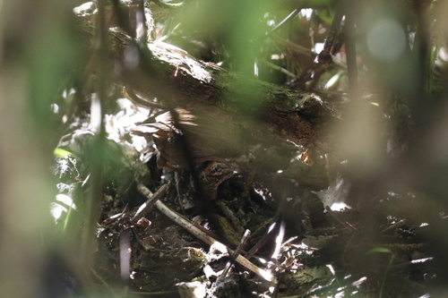 Dusky Fulvetta (Schoeniparus brunneus), photo 1