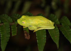 Boana cinerascens