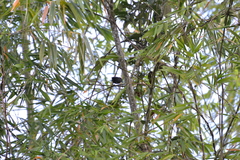 Thamnophilus tenuepunctatus