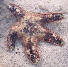 Asterinidae