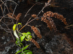 Buddleja asiatica, recorded fruiting