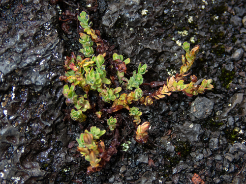 Hypericum parvulum observed 2025-10-18