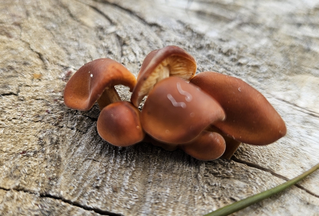 Flammulina · November 2025 · photo: © lazar_zenit (iNaturalist, cc-by)