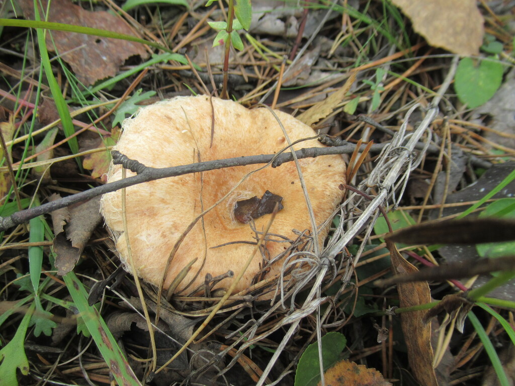 Lactarius torminosus · September 2025 · photo: © smsergey (iNaturalist, cc-by-nc)