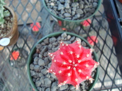 Gymnocalycium