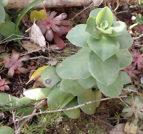 Crassula lactea