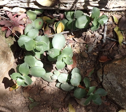 Crassula lactea