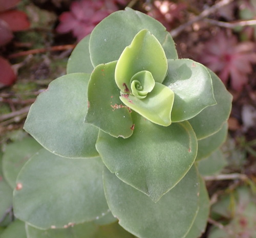 Crassula lactea
