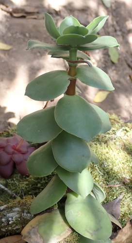 Crassula lactea