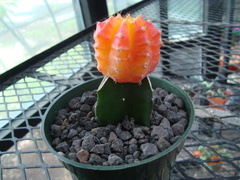 Trichocereeae