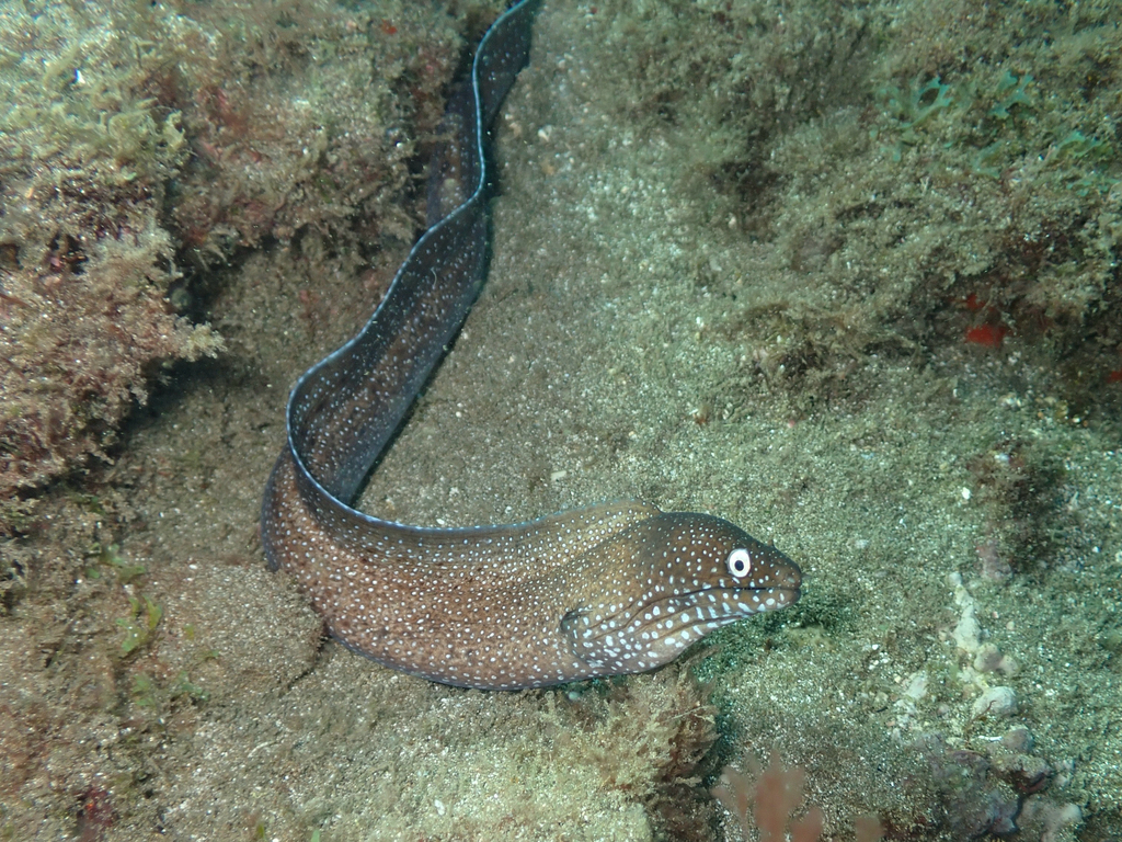 Black moray (Muraena augusti) — Muraenidae