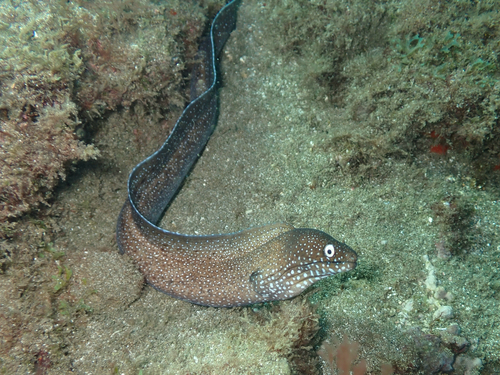 Moray eel
