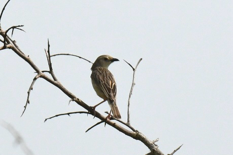 Croaking Cisticola