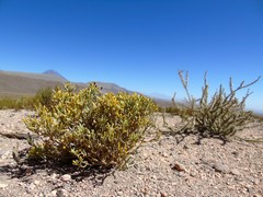 Parastrephia quadrangularis