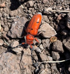 Tetraopes femoratus