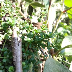 Peperomia berlandieri