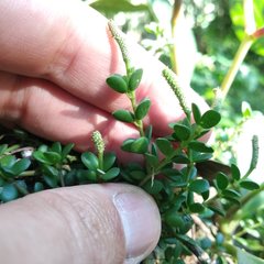 Peperomia berlandieri