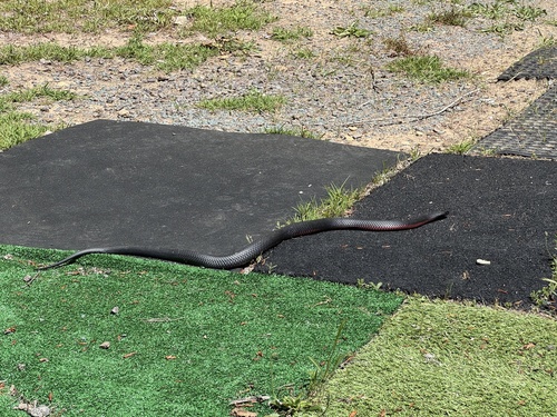 Red-bellied Black Snake sighting