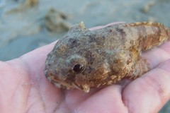 Colletteichthys dussumieri