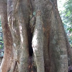 Brosimum alicastrum