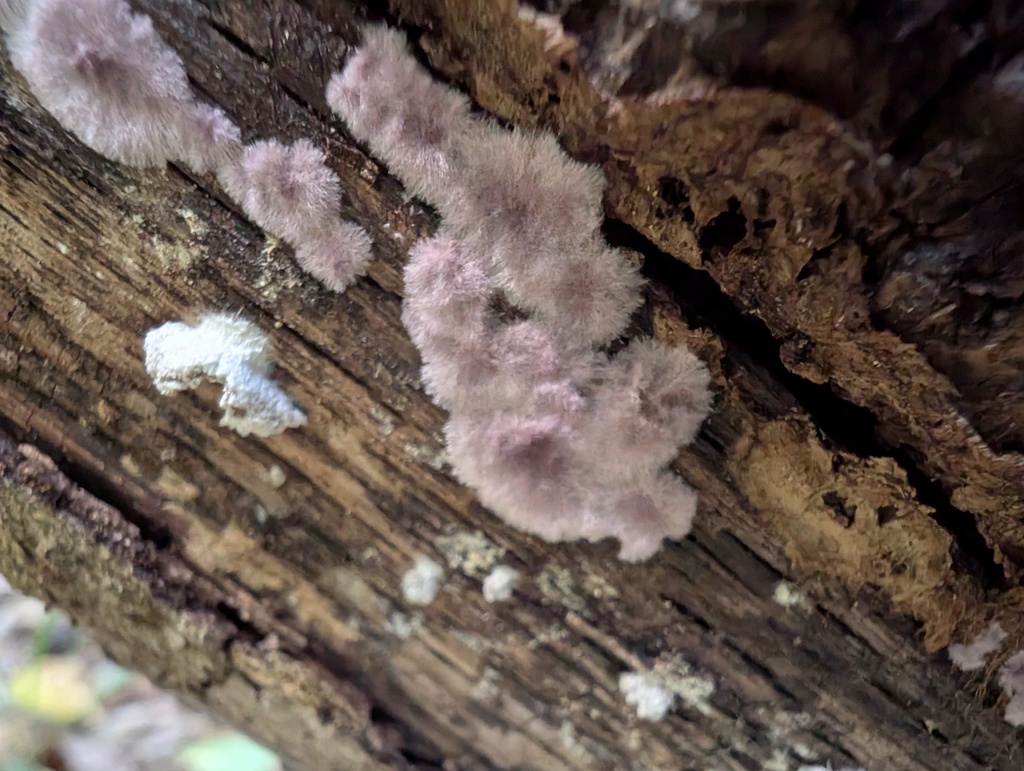 Phlebiopsis crassa · November 2025 · photo: © atsushi_nakajima_cirque (iNaturalist, cc-by)