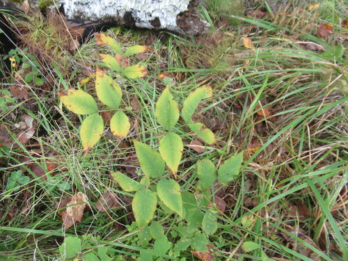 branching-flowered vetch (Vicia ramuliflora)