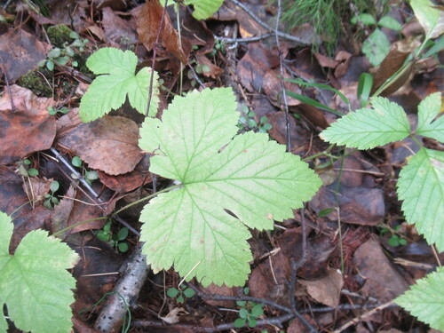Siberian raspberry (Rubus humulifolius)
