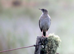 Anthus hellmayri