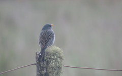 Rhopospina alaudina