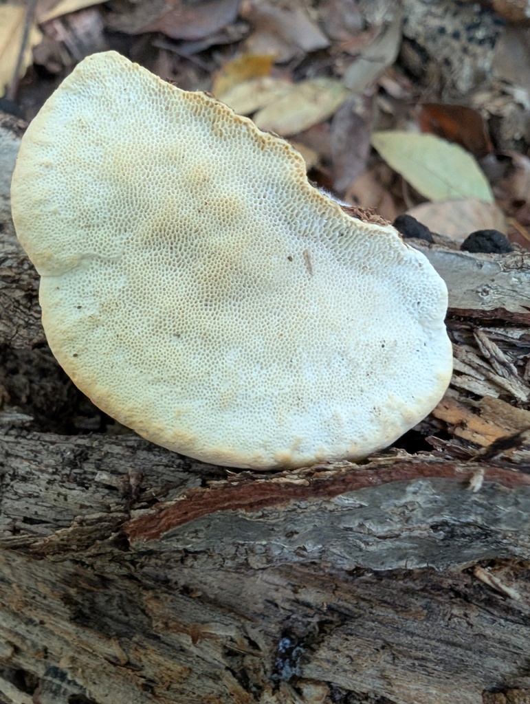 Trametes orientalis · November 2025 · photo: © atsushi_nakajima_cirque (iNaturalist, cc-by)