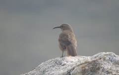 Upucerthia validirostris