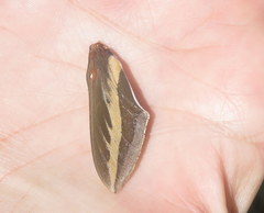 Hyles euphorbiarum
