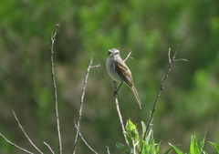 Ochthoeca leucophrys