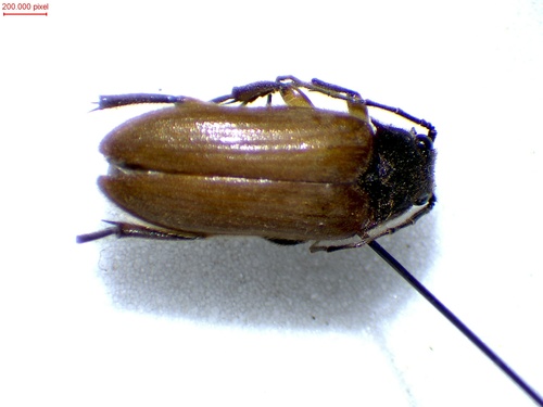 Cebrio gigas