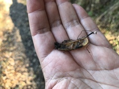 Collybiopsis quercophila