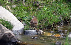 Cinclodes atacamensis