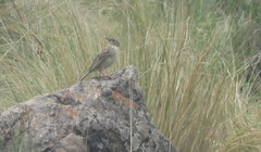 Anthus hellmayri