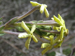 Lyperia lychnidea