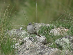 Muscisaxicola cinereus