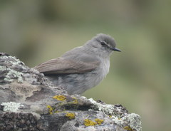 Muscisaxicola cinereus