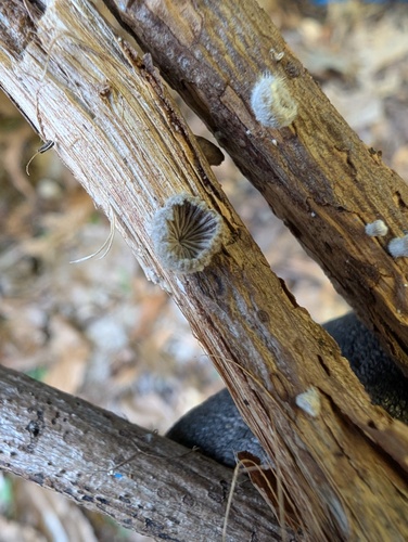 Schizophyllum commune